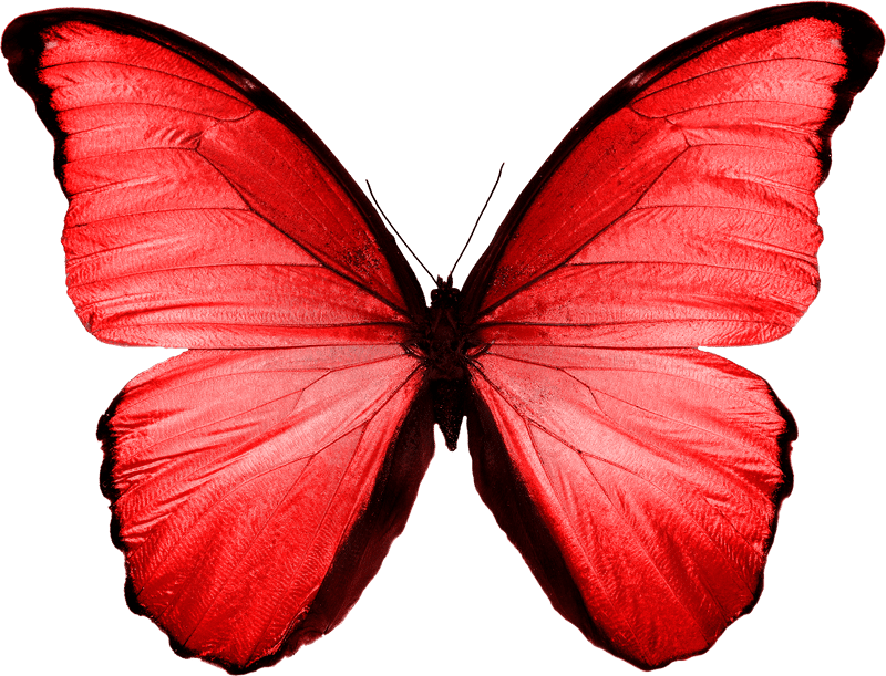 Mariposa roja